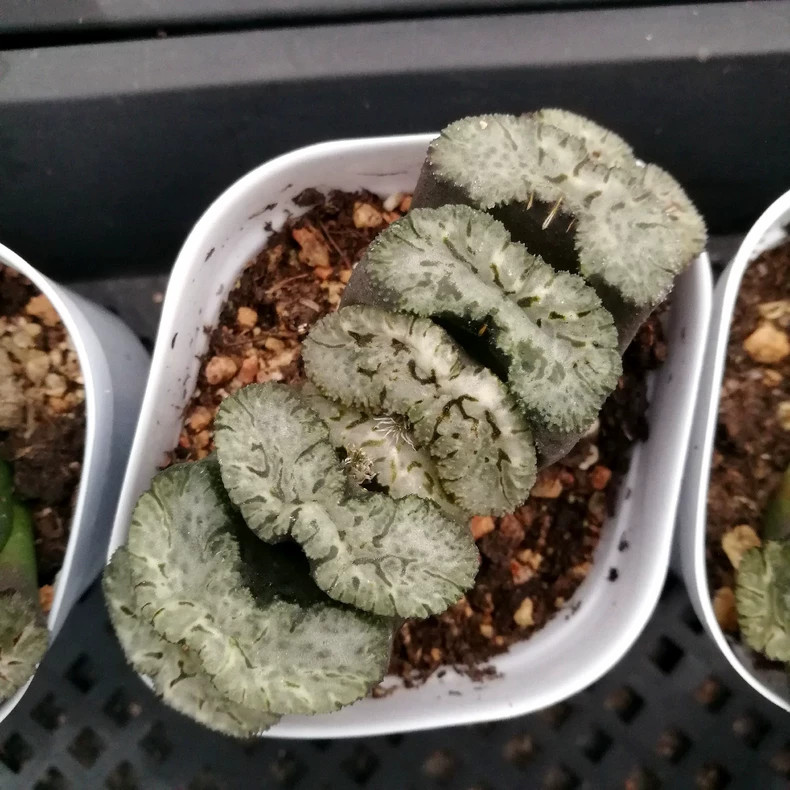 Araiso Haworthia Truncata Cactus Seedling 7-8cm