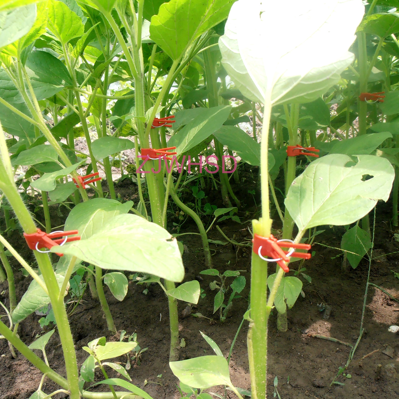 Grafting Clips for Vegetable & Flower Plants - 50 Pieces