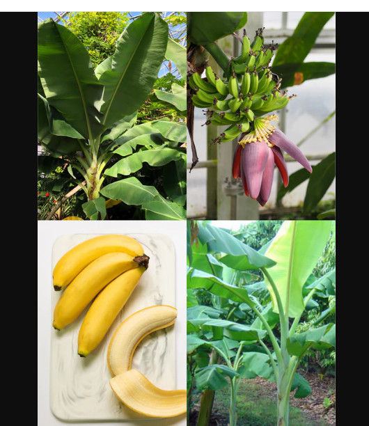 Dwarf Orinoco Musa Banana Tree Small Rooted Starter Plant