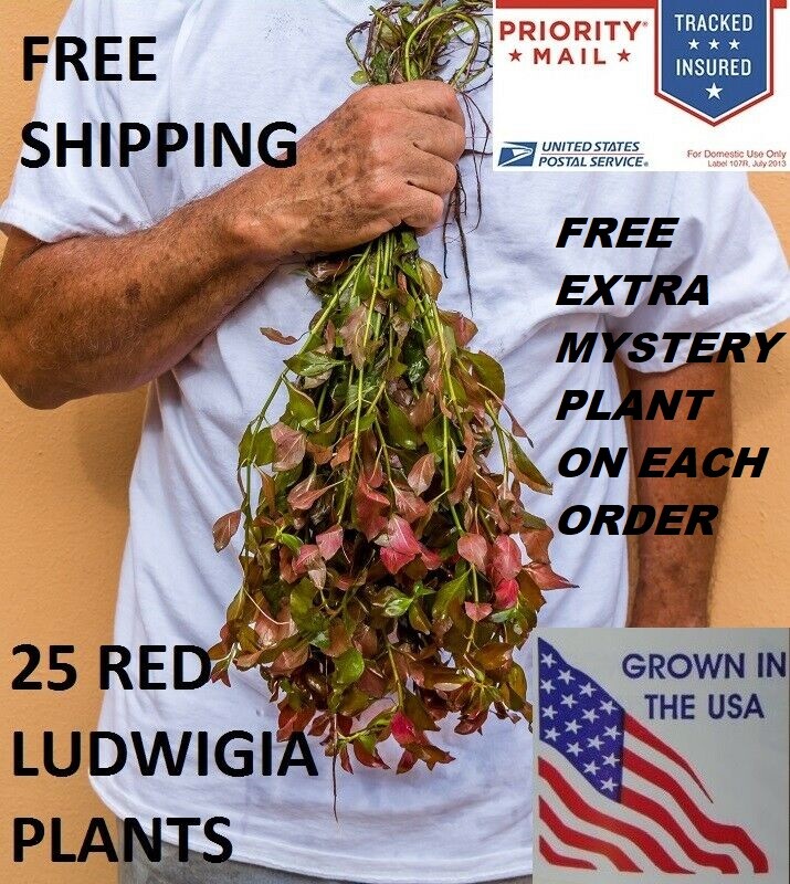 Ludwigia Aquarium Plants - Red Live Aquascaping