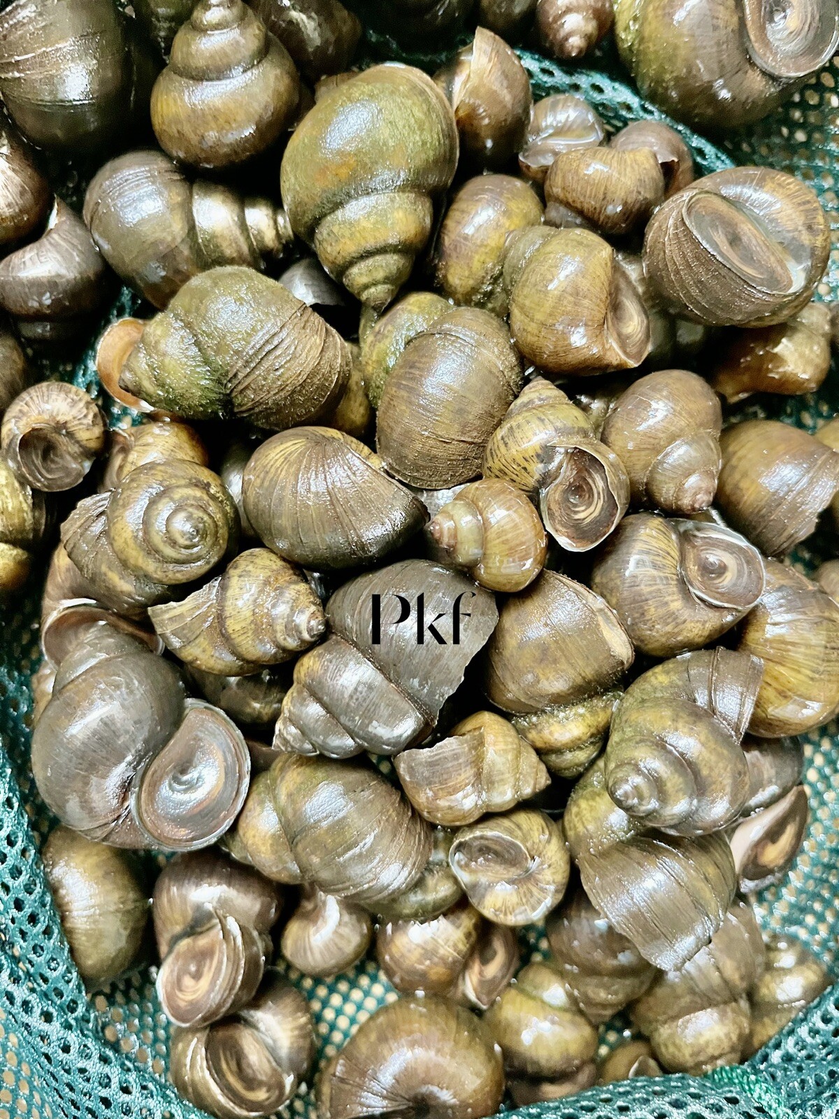 Japanese Trapdoor Snails Algae Eaters for Koi Pond