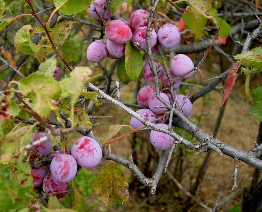 American Plum Tree 12-24" Tall Starter Plant