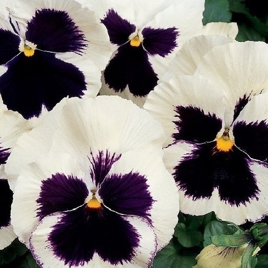 Swiss Giant Pansy Seeds, Silverbride Viola, Heirloom, 50ct