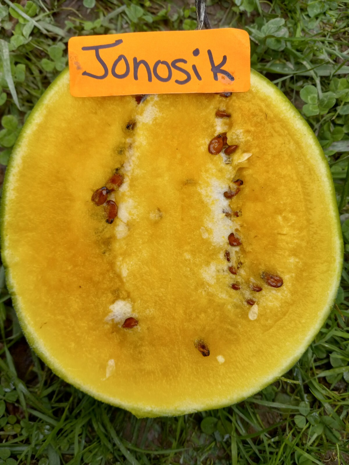 Janosik Watermelon Seeds - Fresh Seeds for Growing
