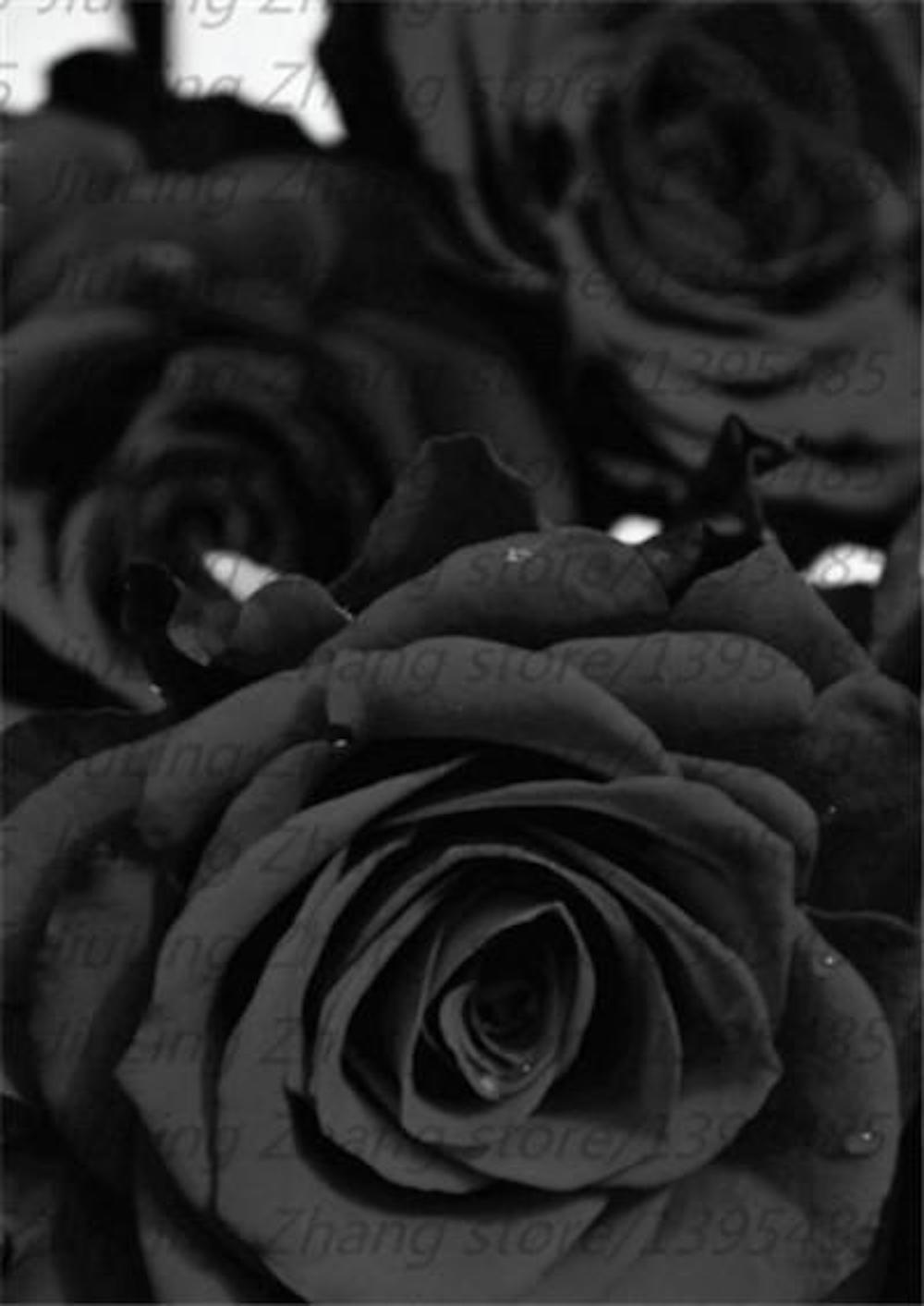 Black Rose Seeds (20 Pack) — Exotic Rare Garden Flower