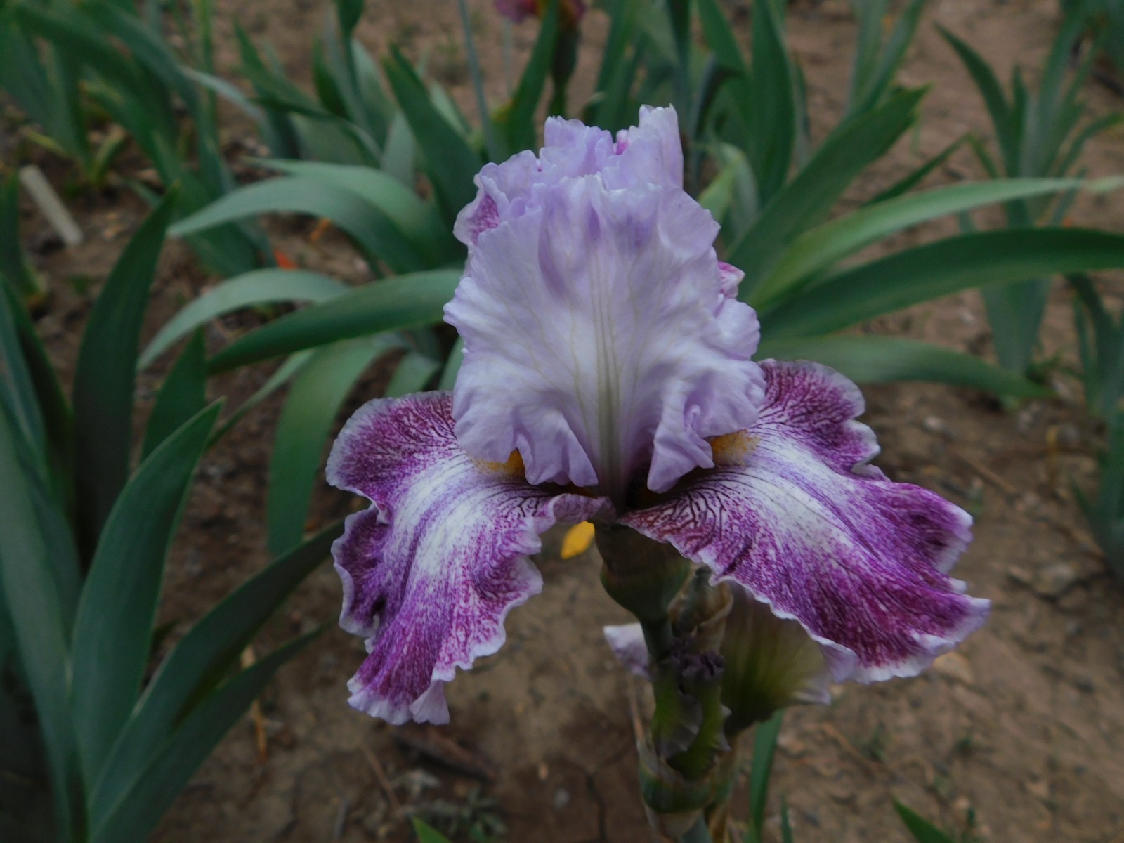 Tall Bearded Iris "Hi There Gorgeous" Lot B