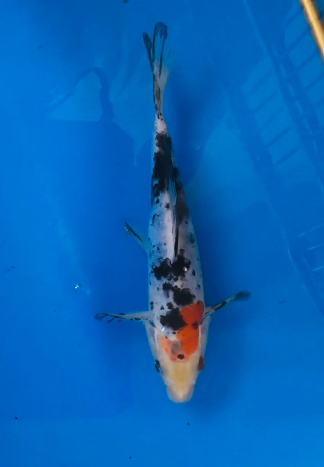 Doitsu Koi Fish - Live Showpiece