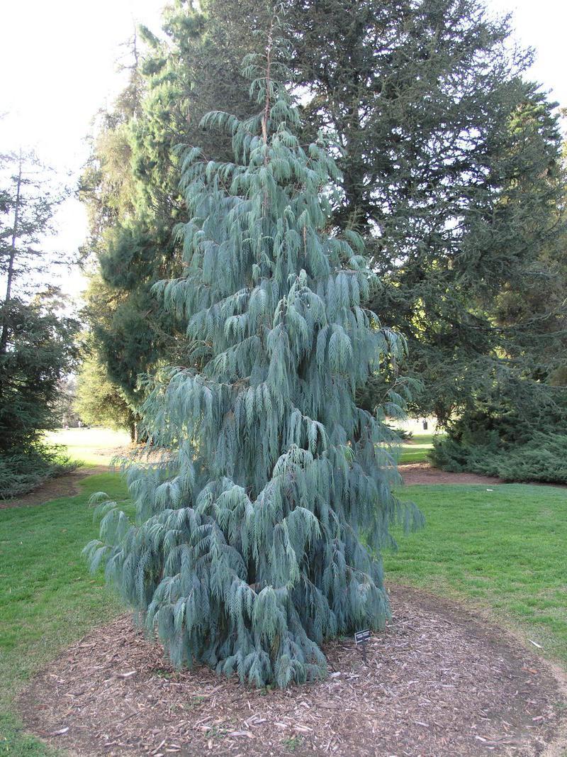 Kashmir Cypress, Cupressus Cashmeriana Tree Seeds (Fragrant...
