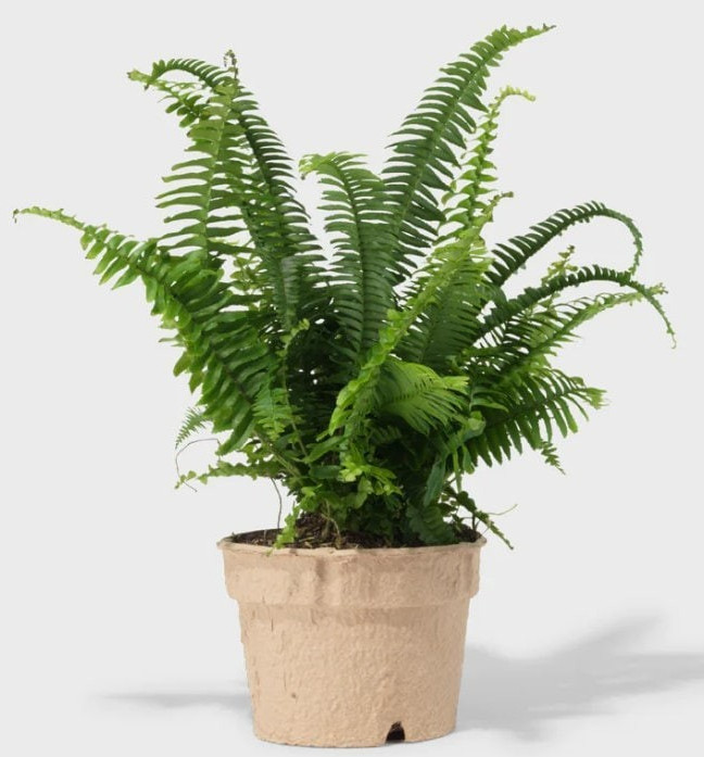 Boston Fern Compacta 2 Pack Live Plant 4 or 6 Inch Pot House...