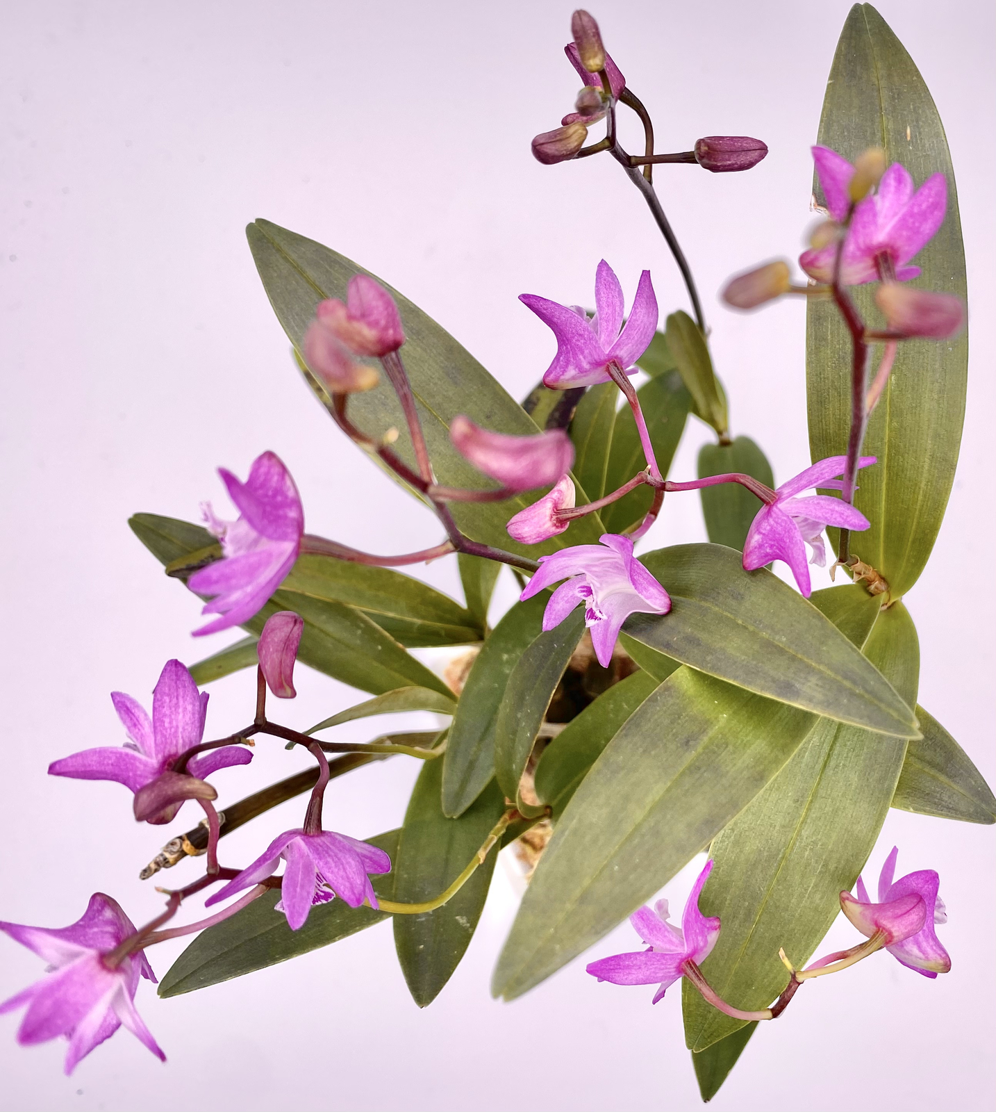 Orchid Kingianum Fragrant Miniature Species Orchid