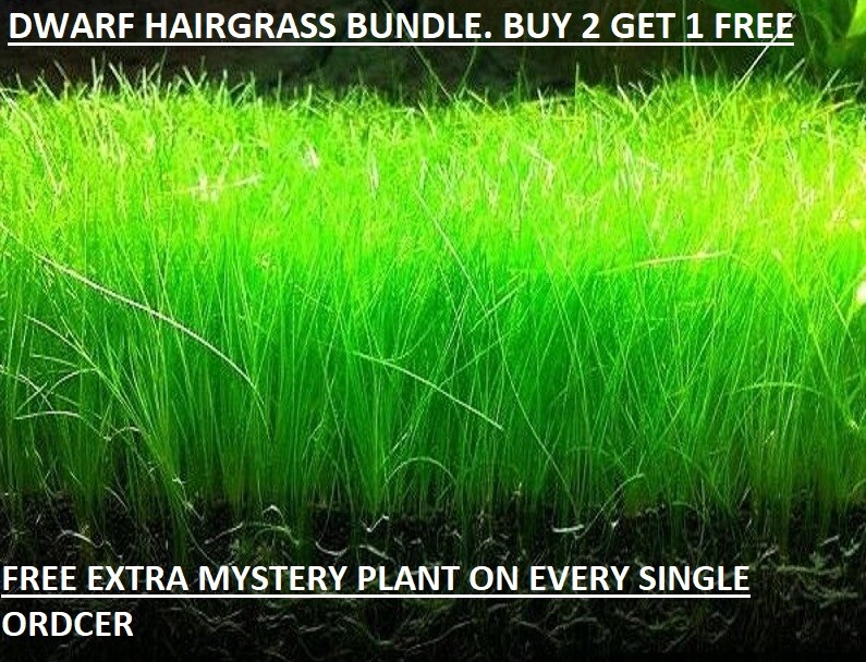 Eleocharis Parvula Dwarf Hairgrass Aquarium Plants - 2 Pack