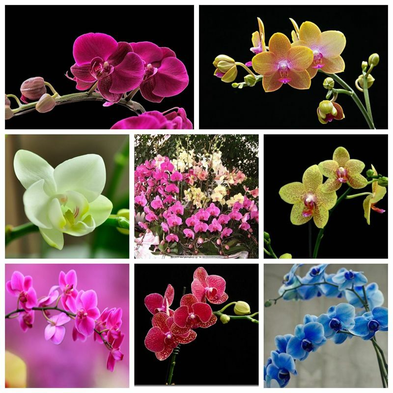 Golden Phalaenopsis Moth Orchid Perennial Bonsai Garden Flow...