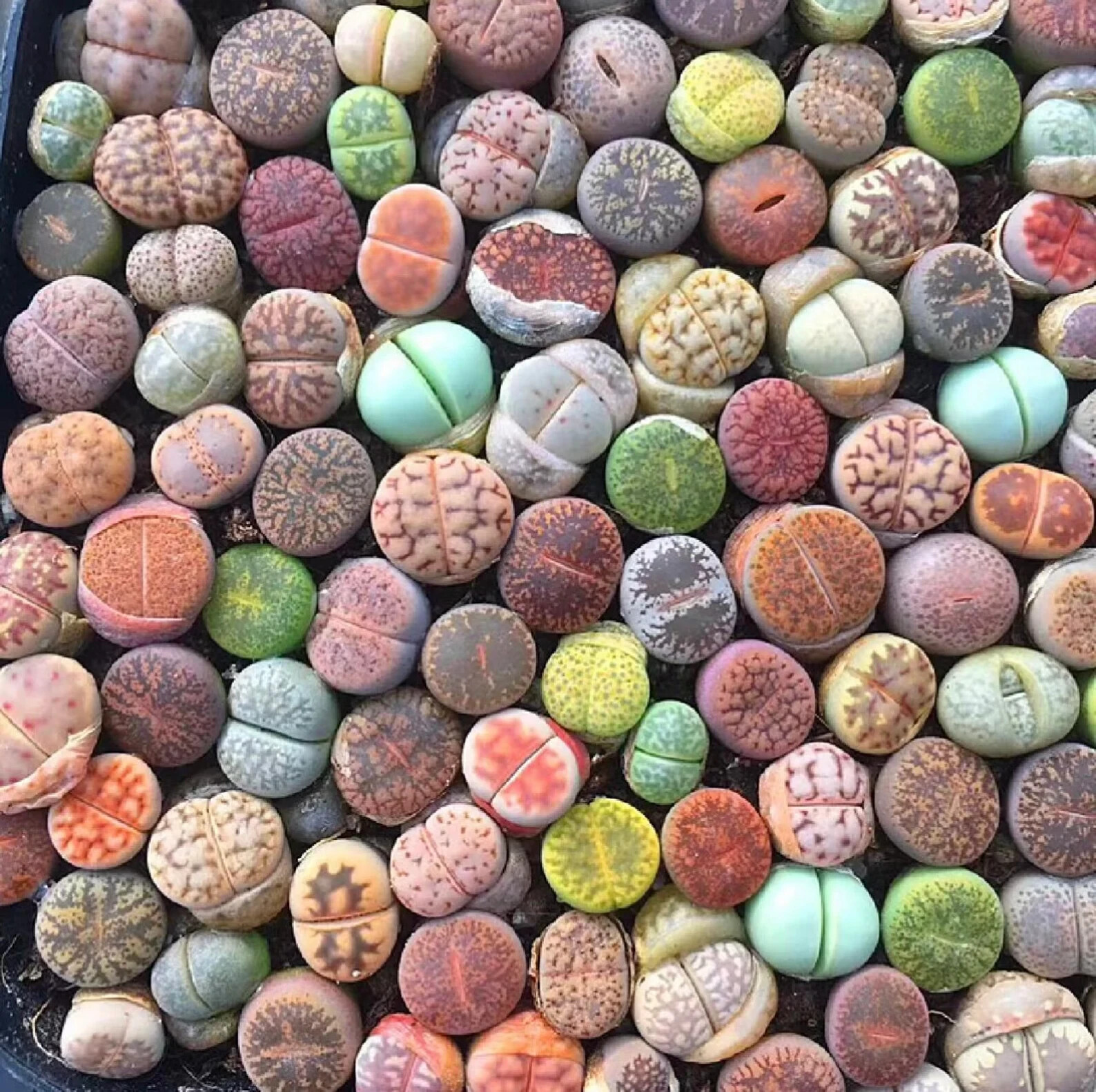 Lithops Seeds - Mixed Succulent Plant Seeds Pack of 100pcs