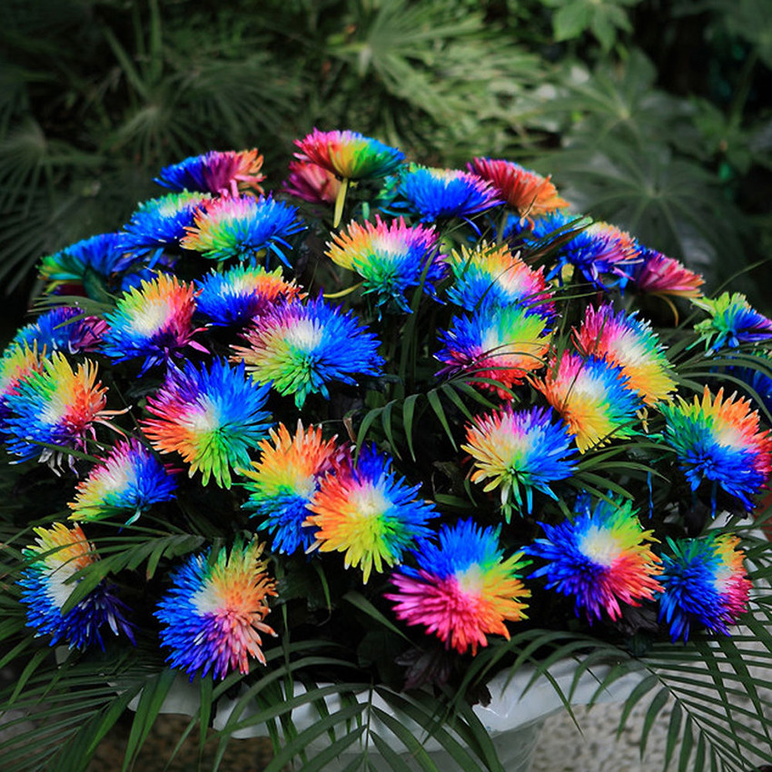 Rainbow Chrysanthemum Seeds