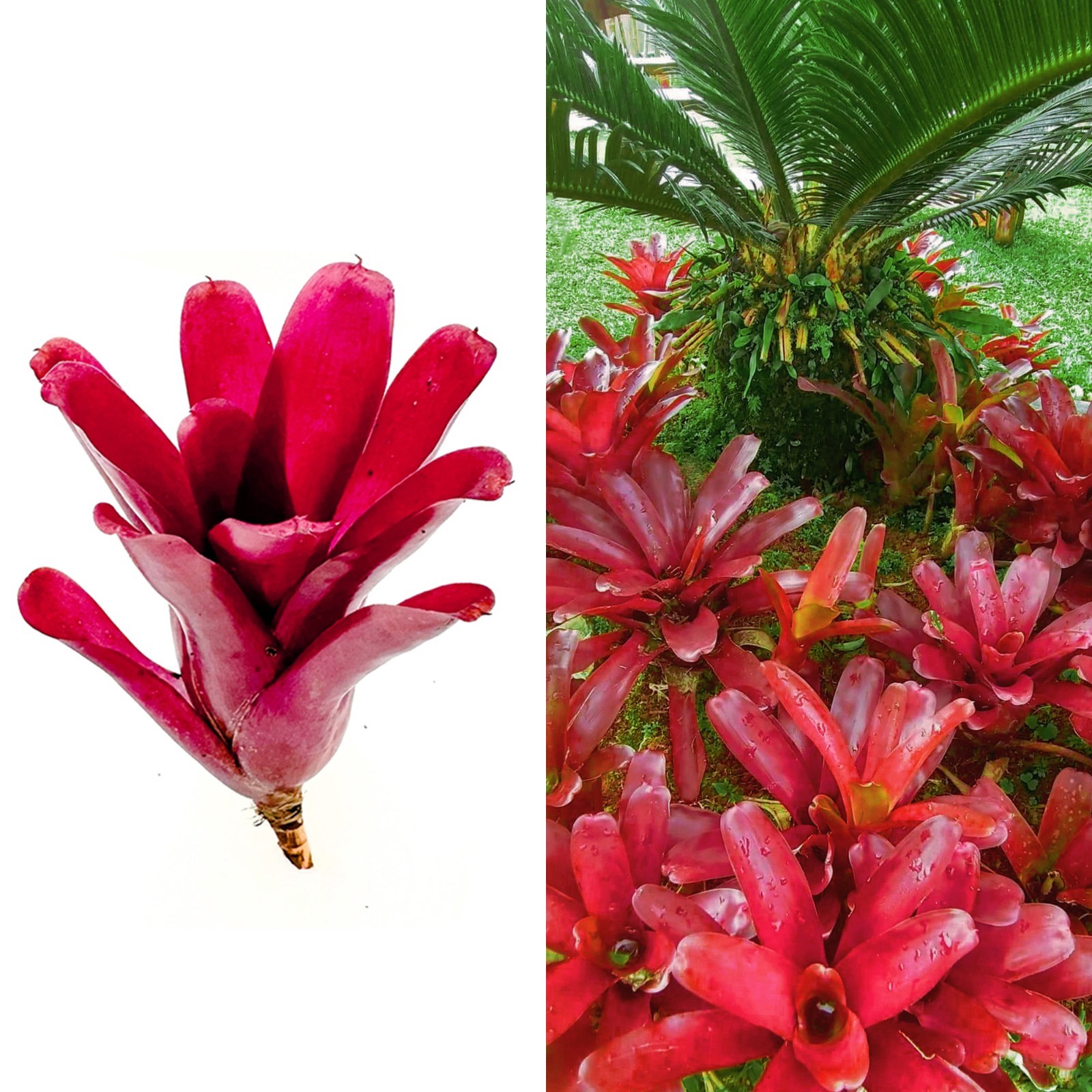 Neoregelia Fireball Red Tropical Bromeliad Air Plant, 4 In T...