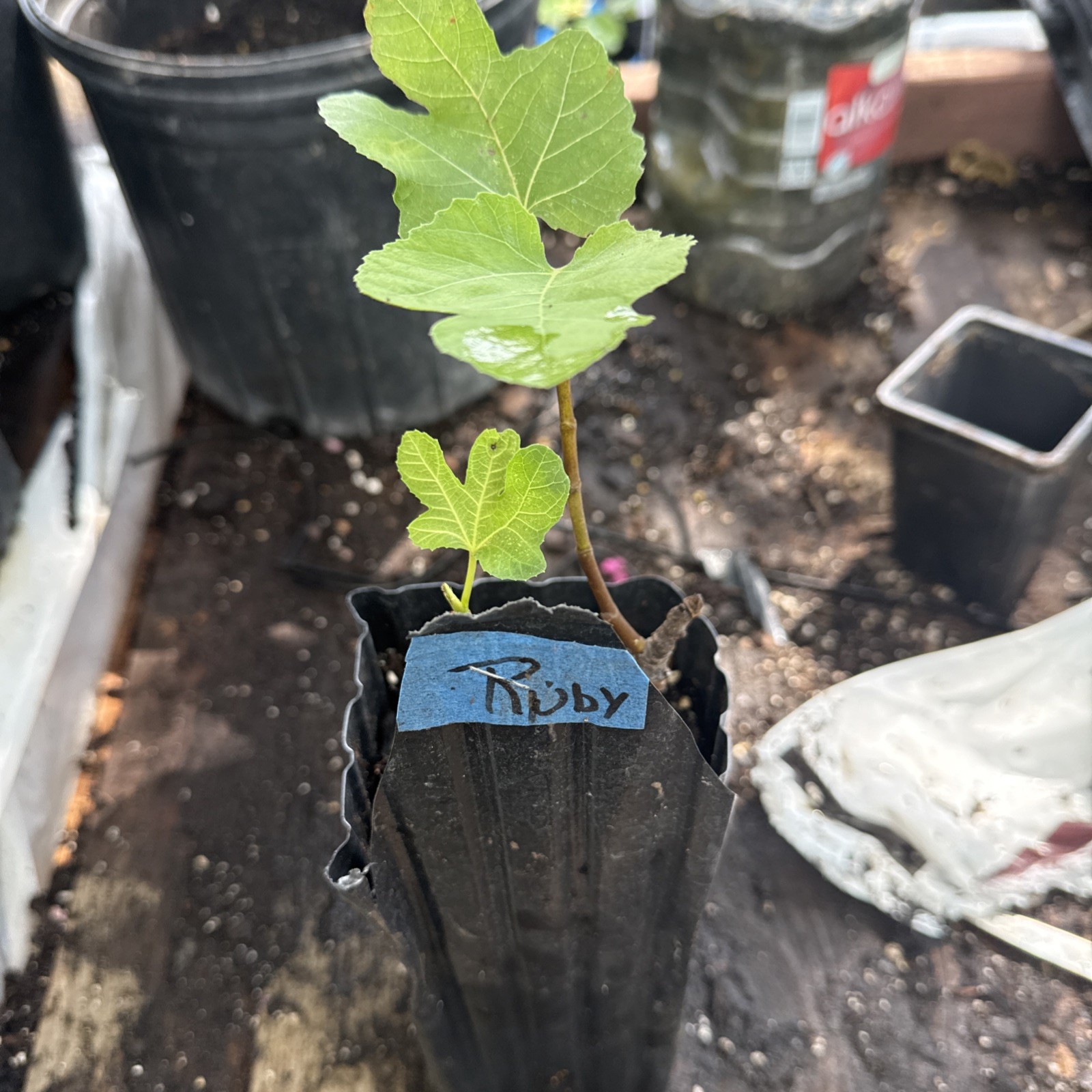 Little Ruby Young Fig Tree