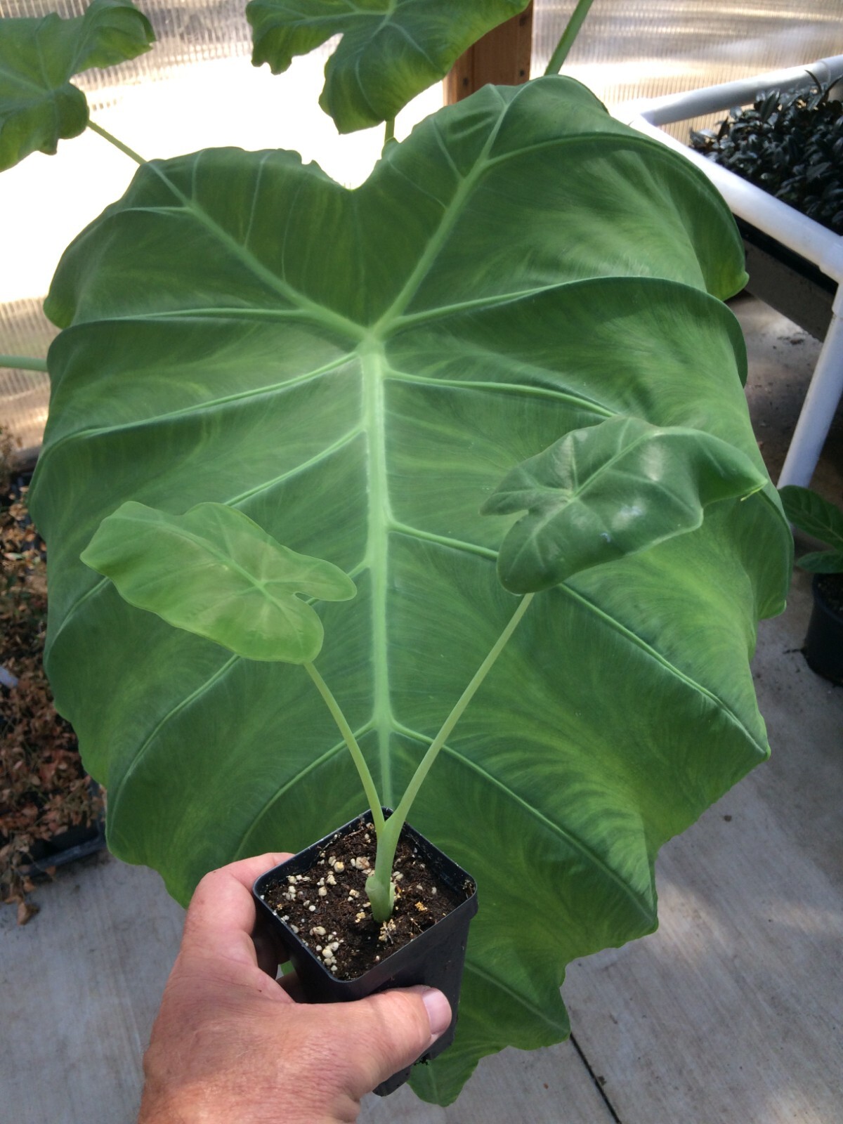 Colocasia Thai Giant Elephant Ear