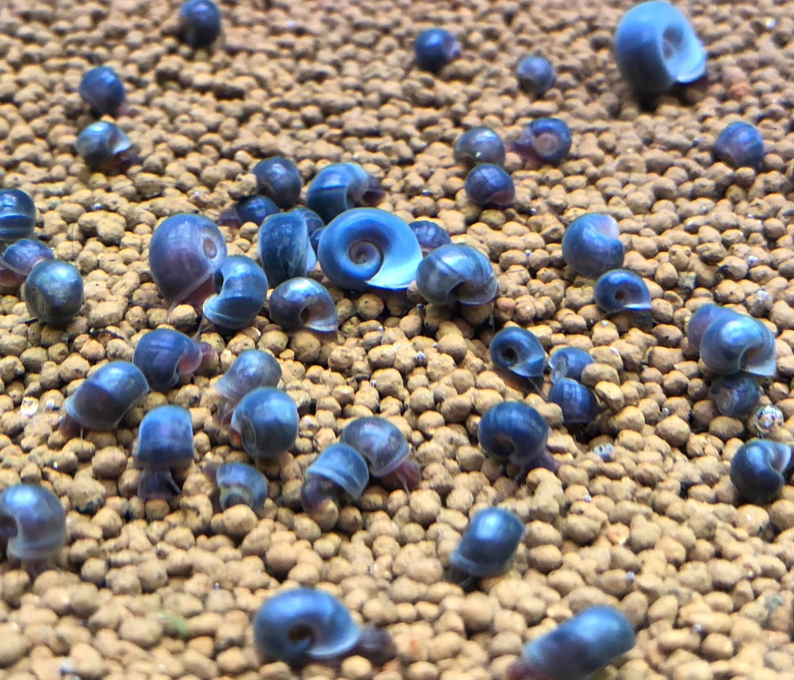 Ramshorn Snail Feeders - Pea Puffer Food & Algae Mix