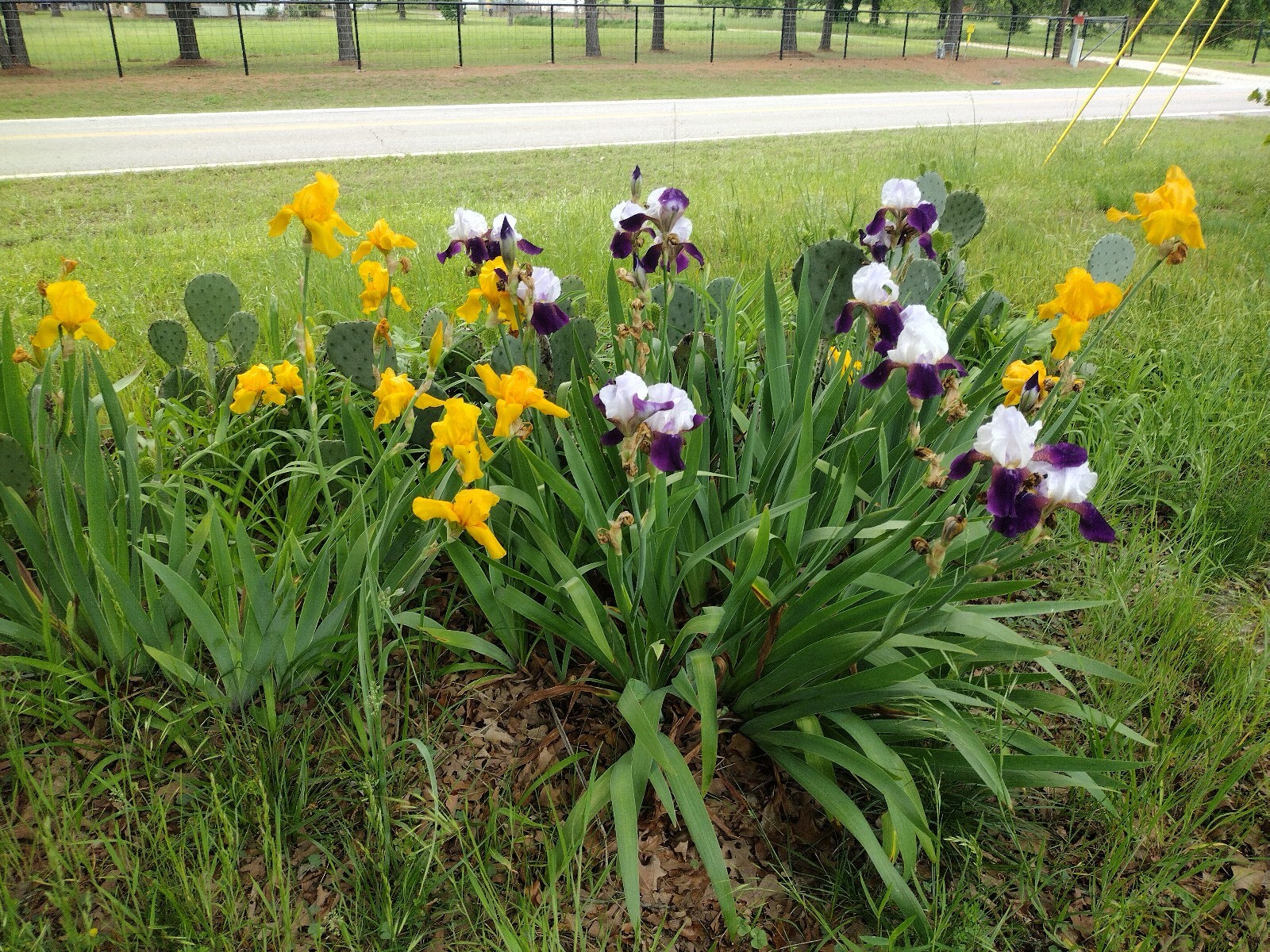 Bearded Iris Rhizomes – Mixed Colors – Easy Growing