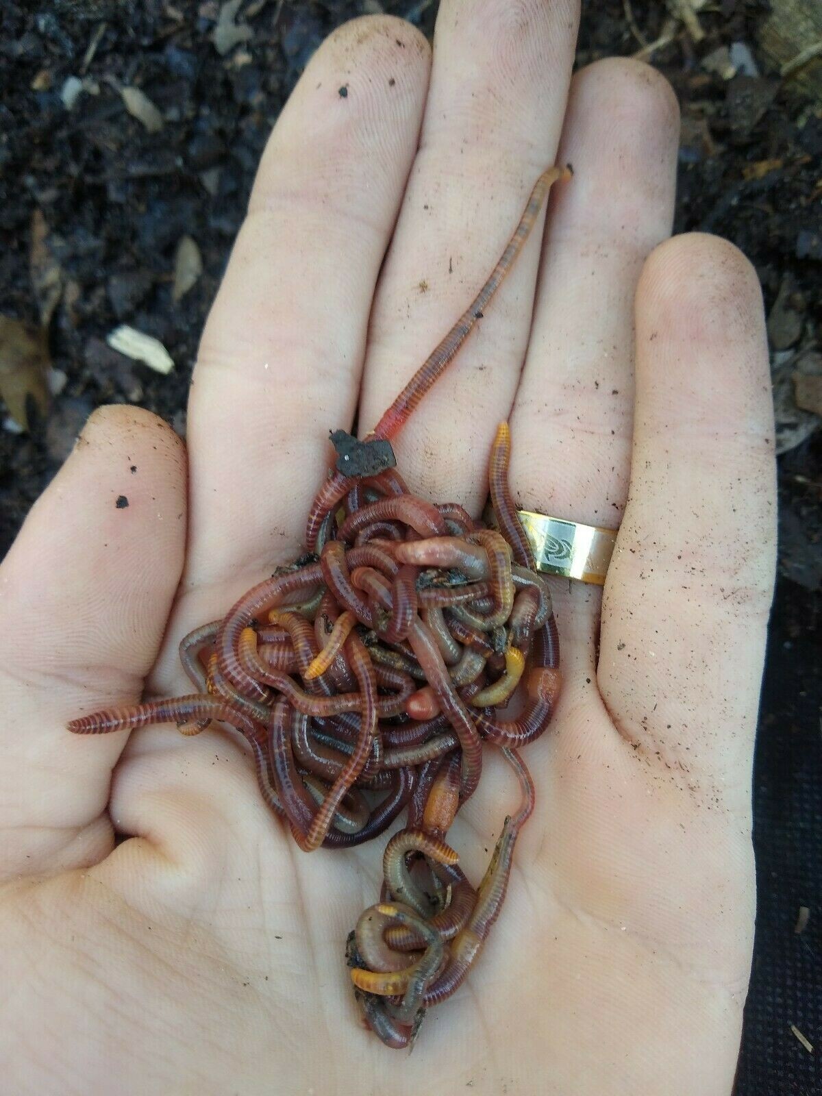 Organic Red Wiggler Worm Compost Enhancers