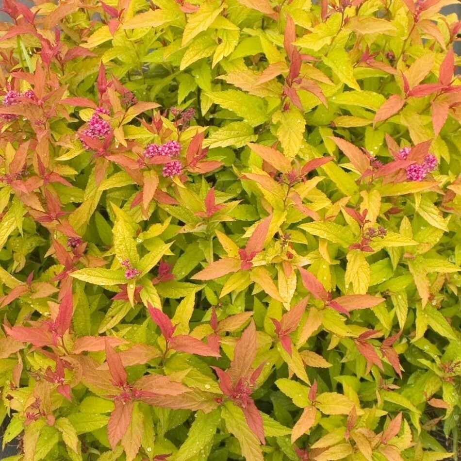 Proven Winners Spiraea Colorful Double Gold Live Plant 4" Po...