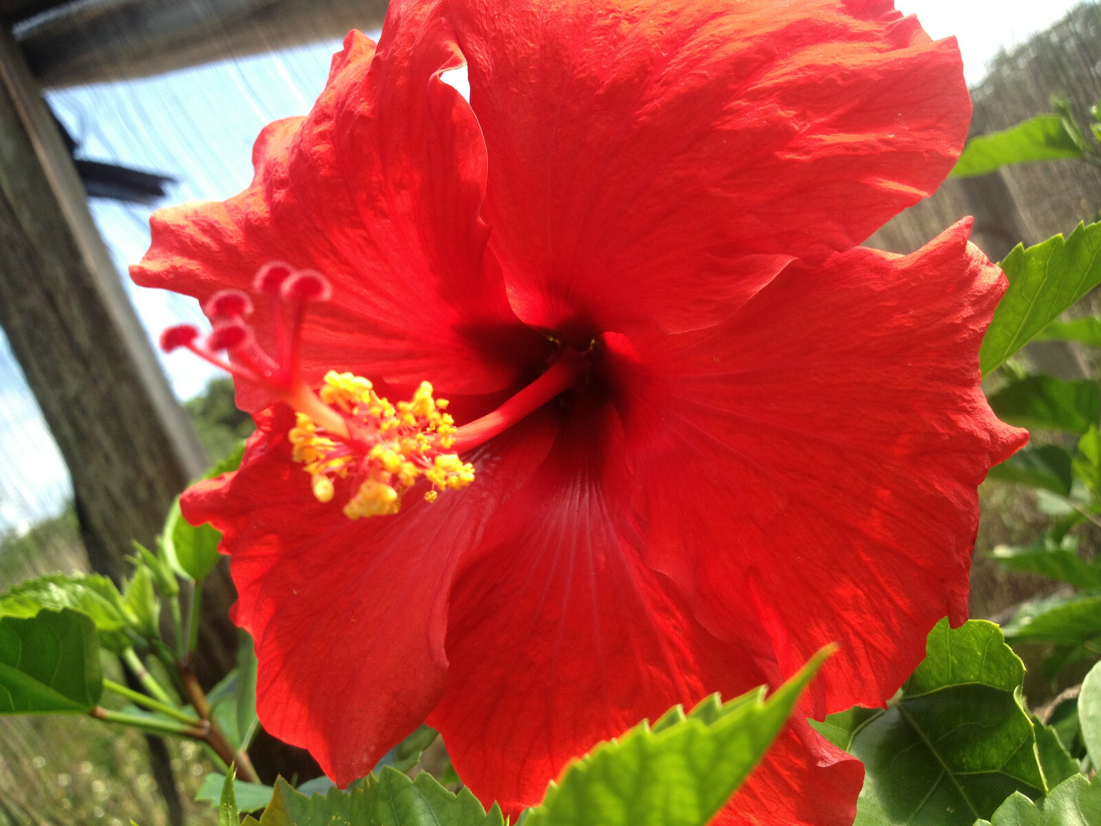Hawaiian Red Hibiscus Plant Cutting, 2–4 In, Easy To Root An...