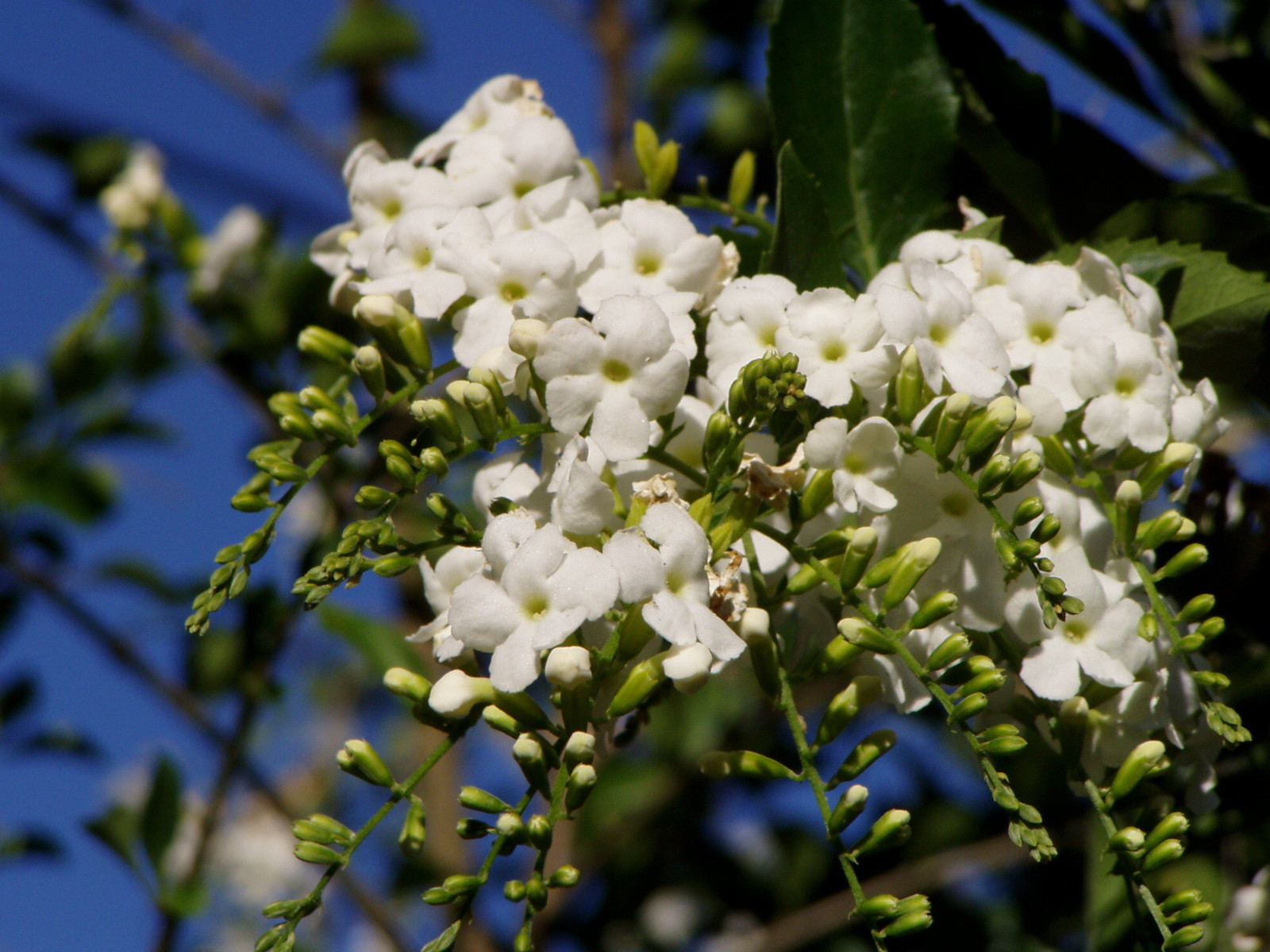 Duranta Erecta Pure White Rare Shrub 10 Seeds