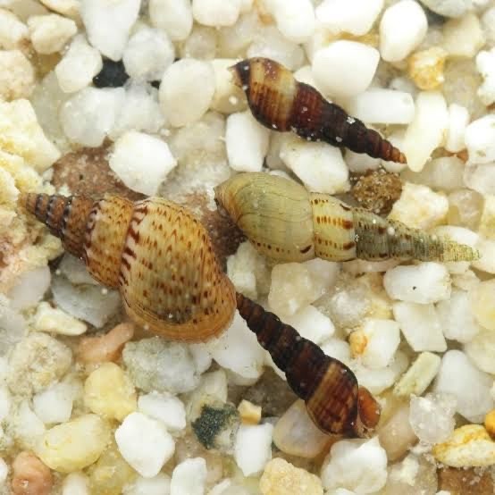 Malaysian Trumpet Snails - Freshwater Aquarium Cleaners