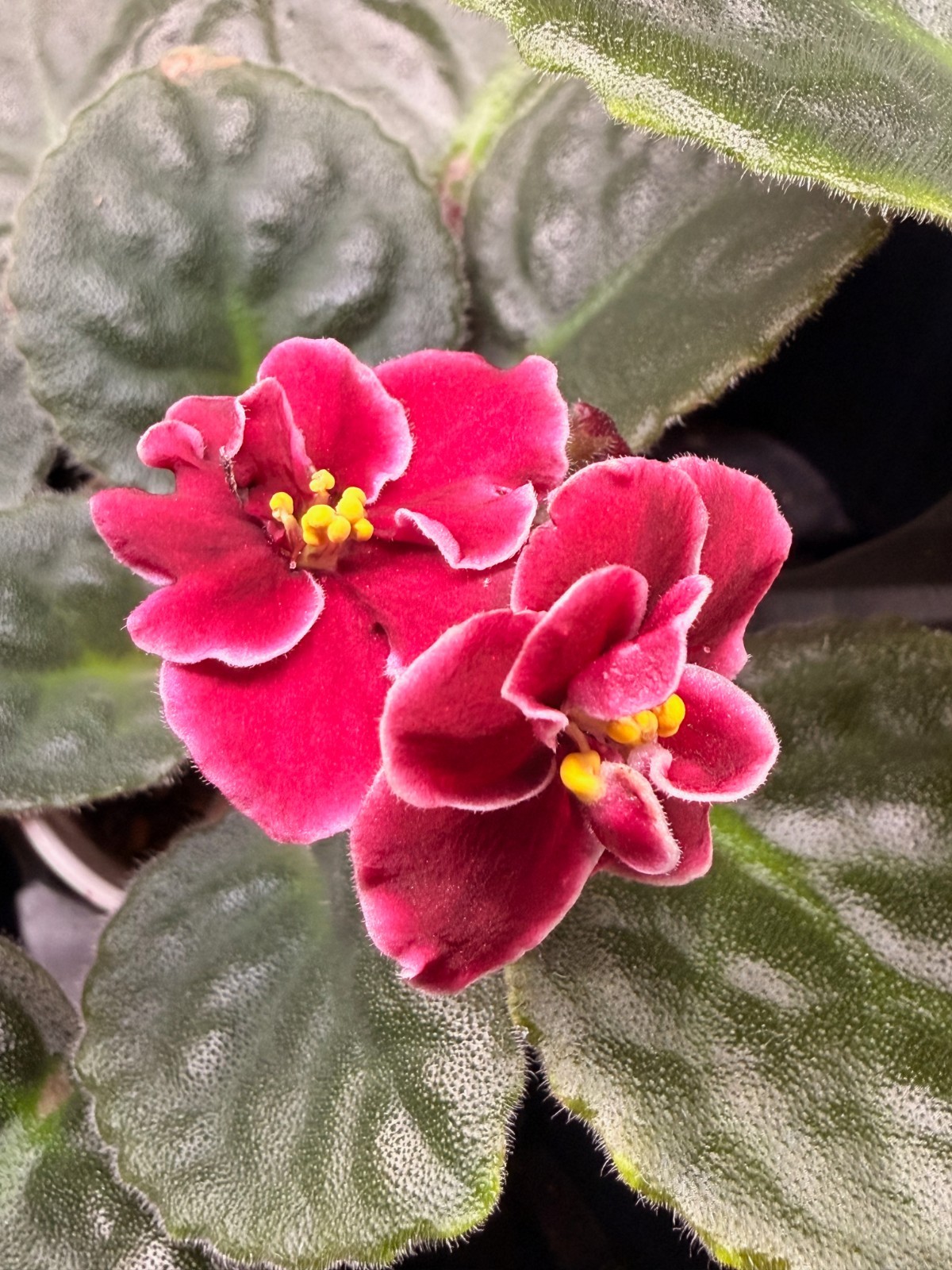 African Violet Plant Bob Serbin Starter Plant Standard Great...