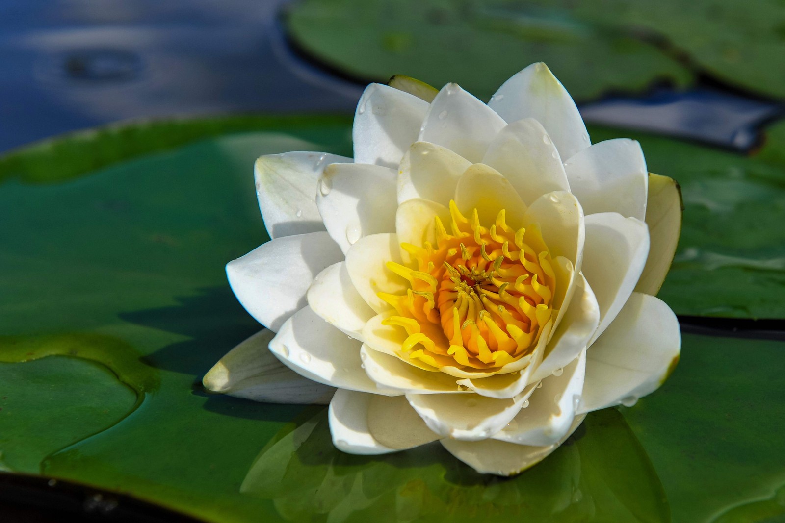 Water Lily Pond Seeds — Nymphaea Ampla Asian Lotus (10 Seeds...