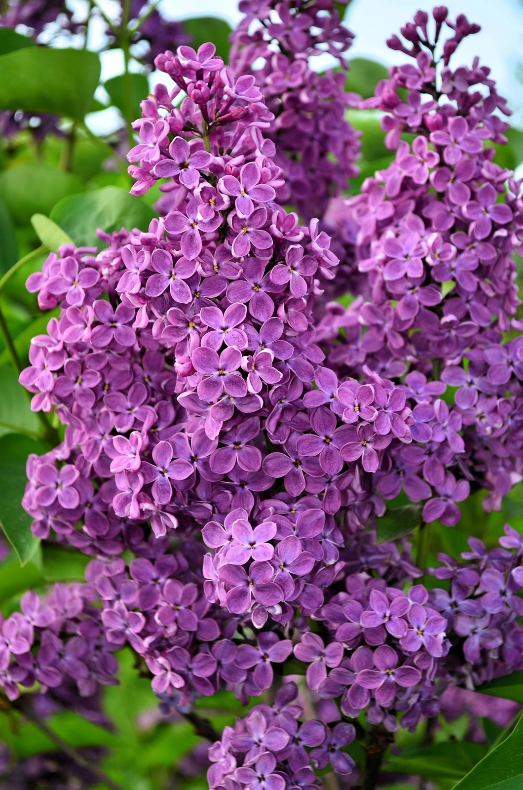 Old-Fashioned Lilac Seeds, Syringa Vulgaris Flowering Shrub...