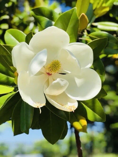 Southern Magnolia Tree 2" Pot Live Plant