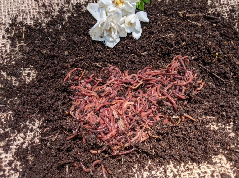 Live Red Wiggler Compost Worms - 100 Count