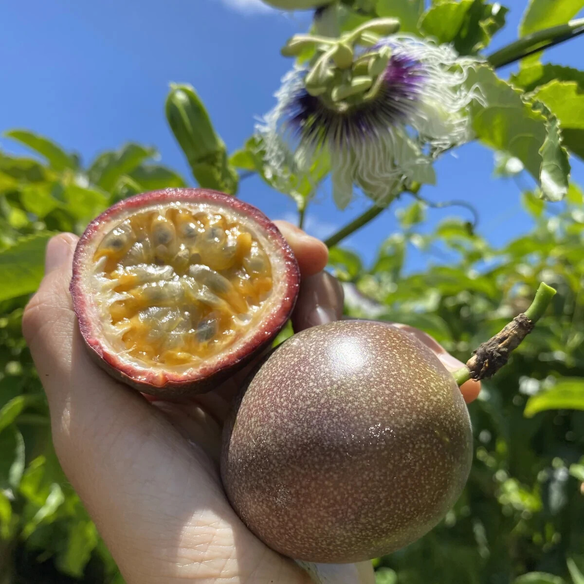 Passiflora Edulis Purple Passion Fruit Seeds - Organic Butte...