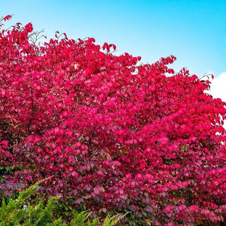 Euonymus Alatus Compacta Bush Burning Bush - 6-12 Inches