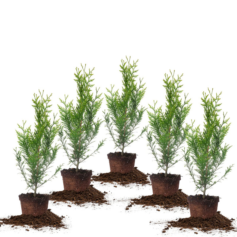 Thuja Green Giant 1 Gallon 5-Pack Privacy Evergreen Arborvit...