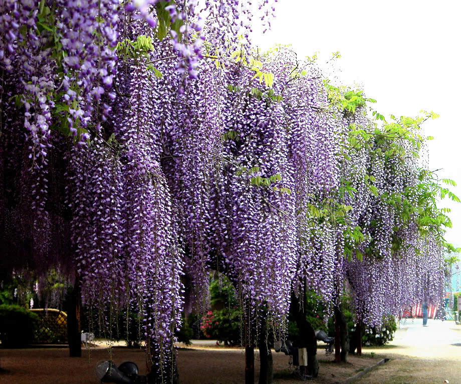 Showy Blue Wisteria Vine Seeds - Hardy Growth Variety