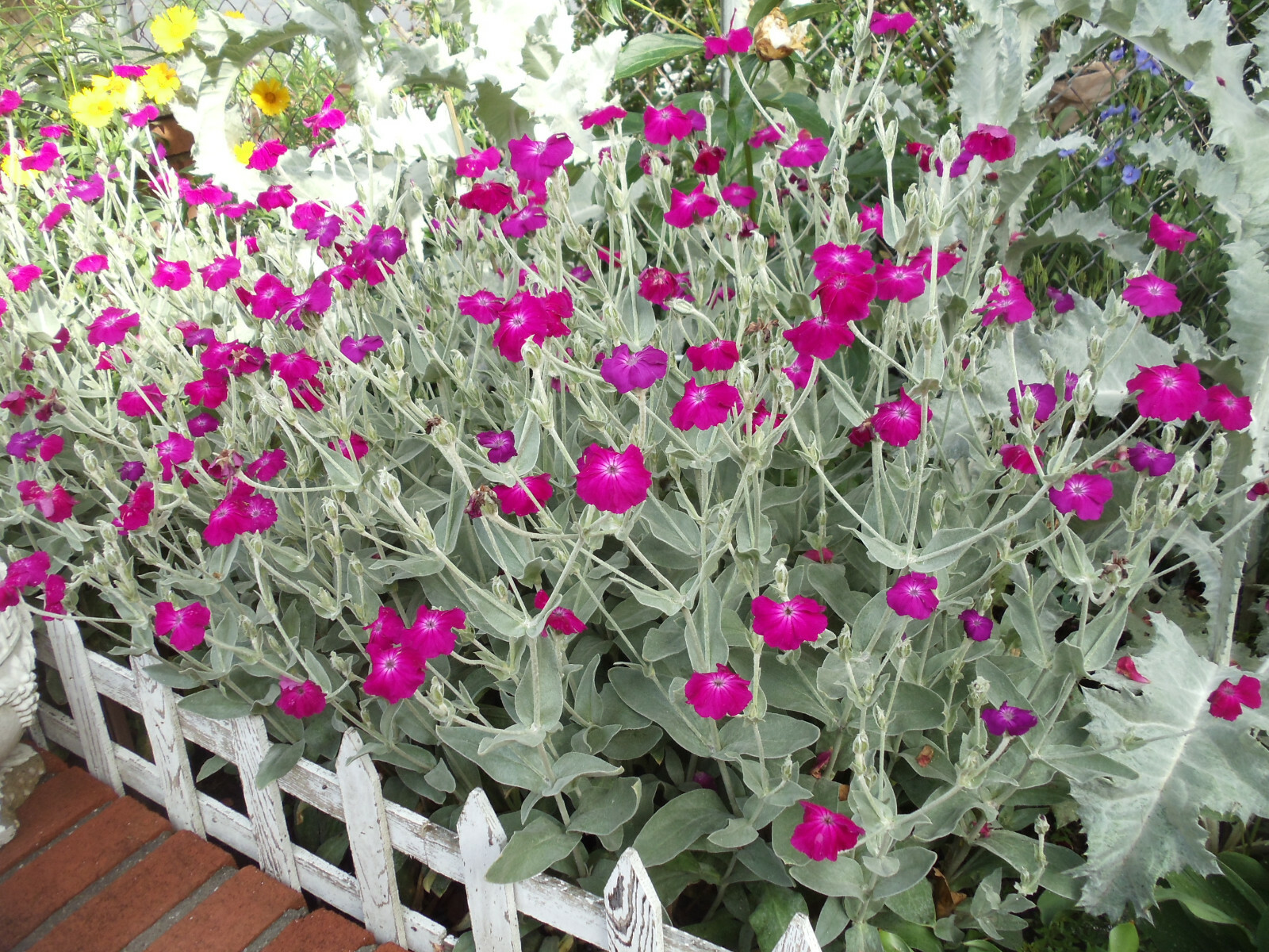 Rose Campion 160 Seeds Perennial Heirloom Deep Magenta Const...