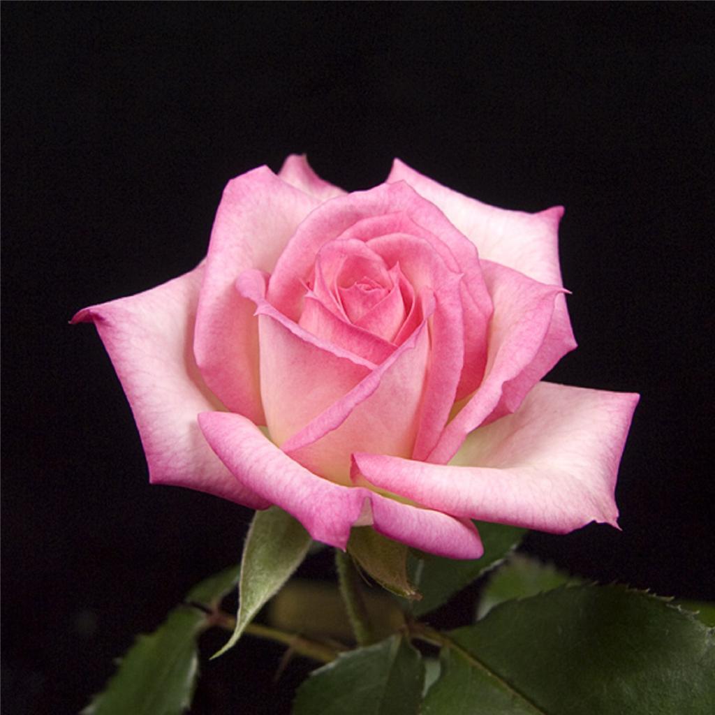 Pink Rose Rose Bush #24 50 or 100 Seeds Rare