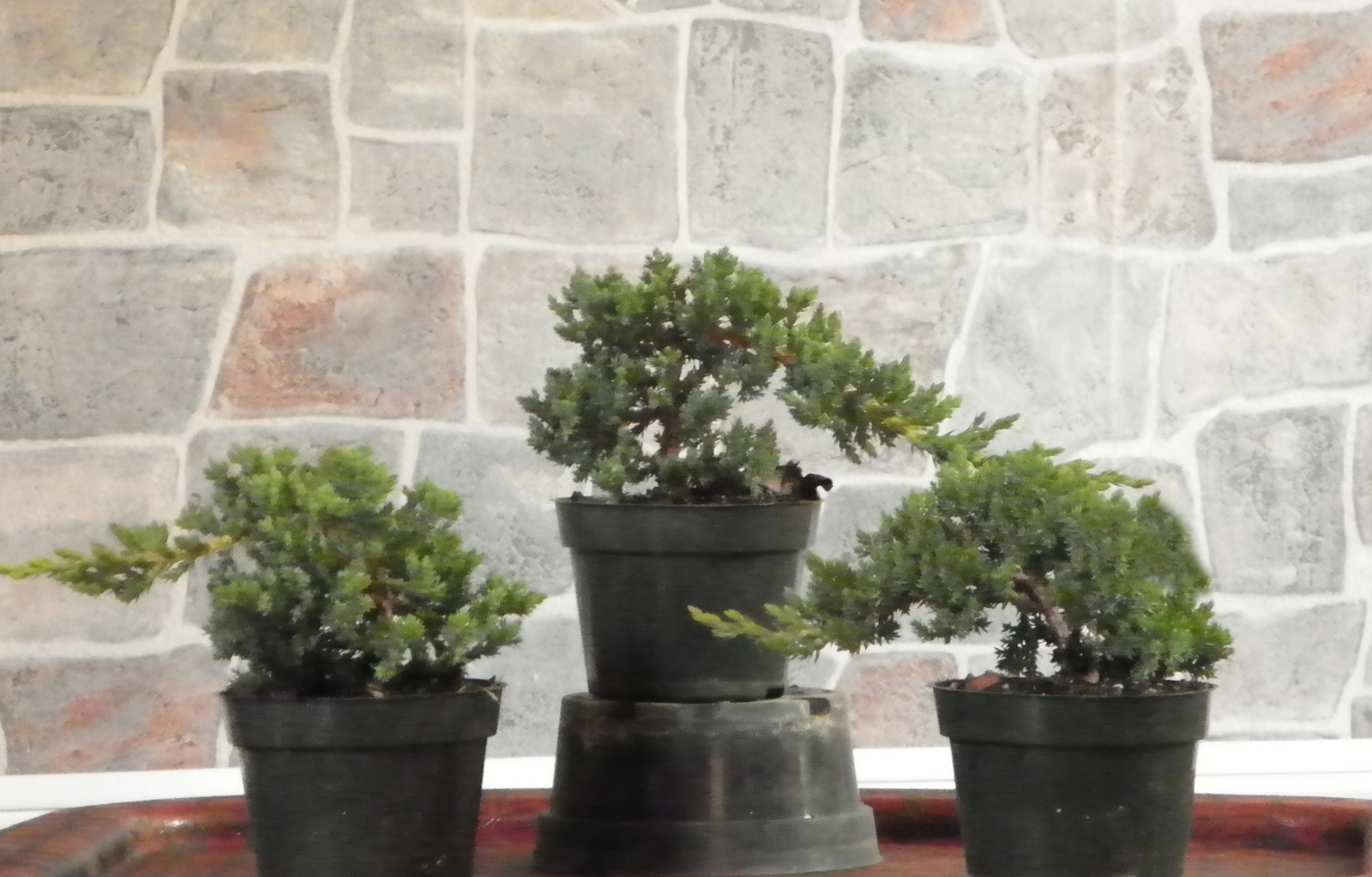 Japanese Dwarf Juniper Pre-Bonsai Trees