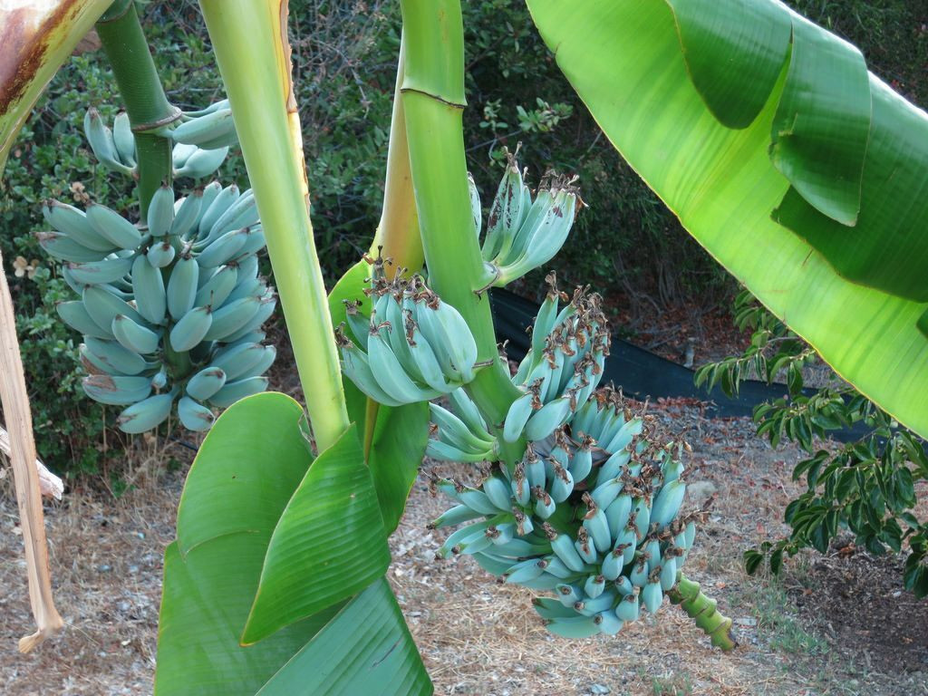 Musa Ice Cream (Blue Java) Live Banana Tree - Small Rooted S...