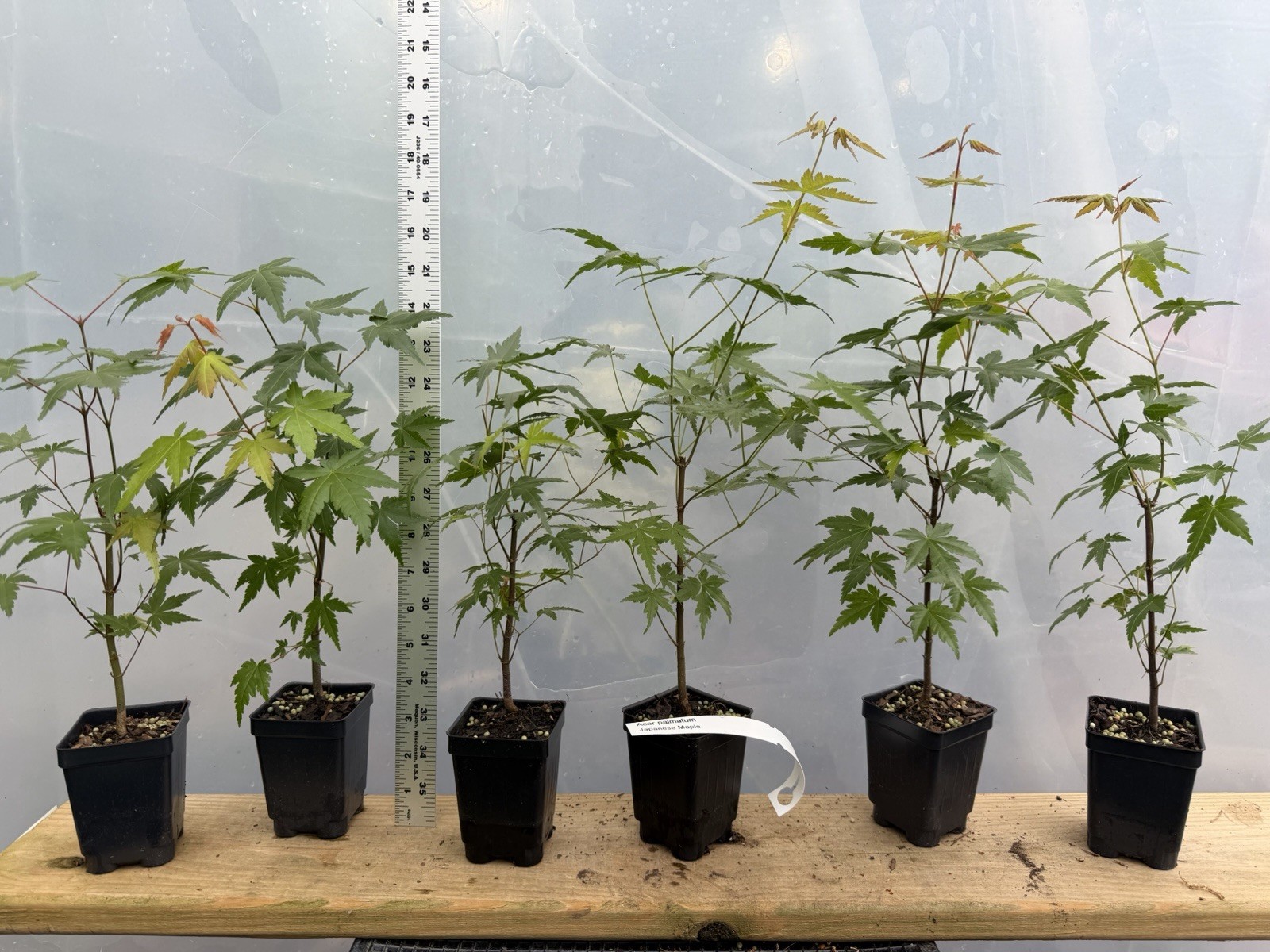 Japanese Maple Seedlings