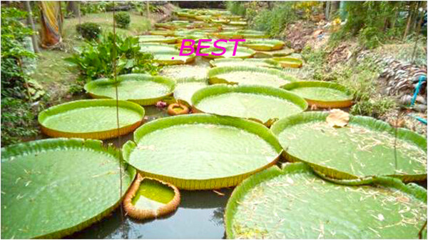 Victoria Amazonica Giant Water Lily 25 Seeds