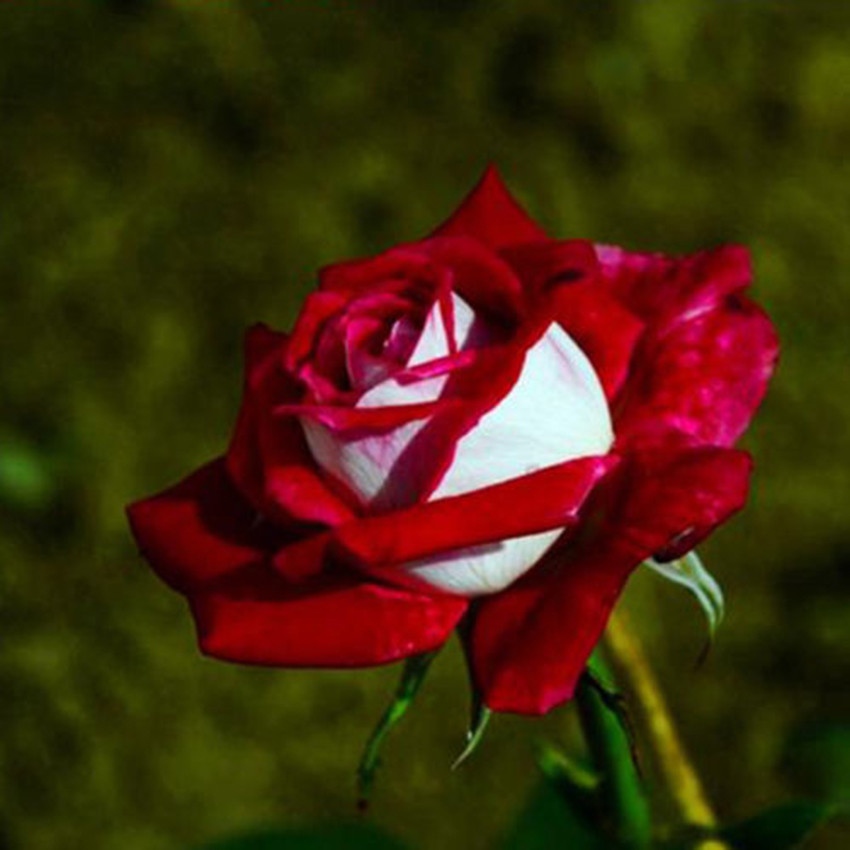 Red White Osiria Rose 110Pcs Rose Seeds Flowers for Garden B...