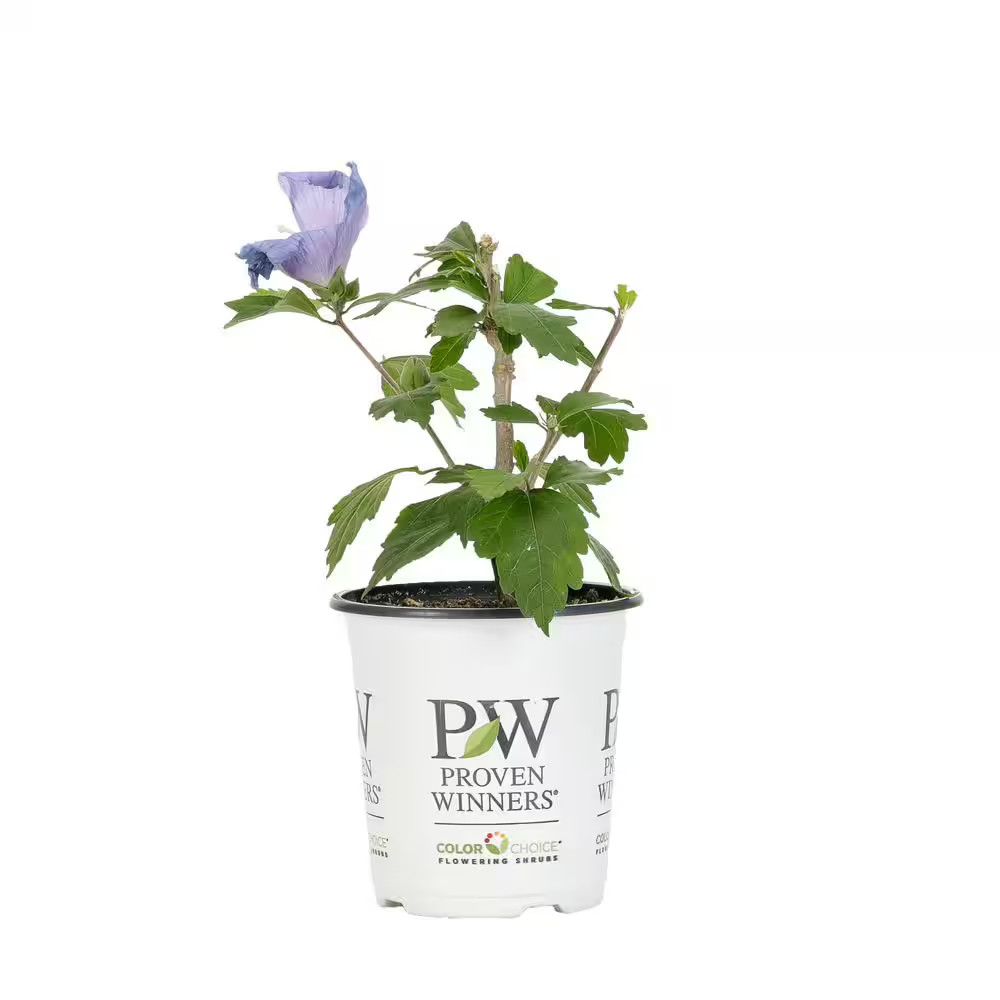 Azurri Blue Satin Rose of Sharon (Hibiscus) Live Shrub, 4.5...