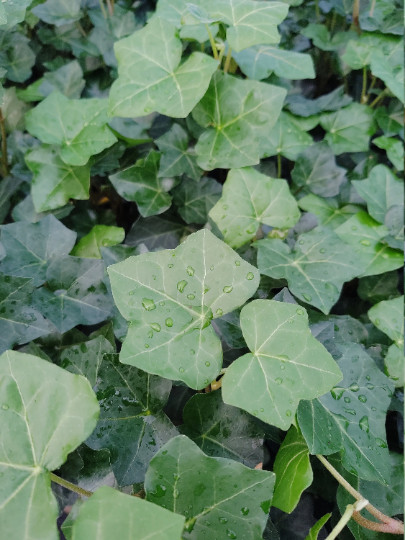 English Ivy Groundcover - 100 Bare Root Plants