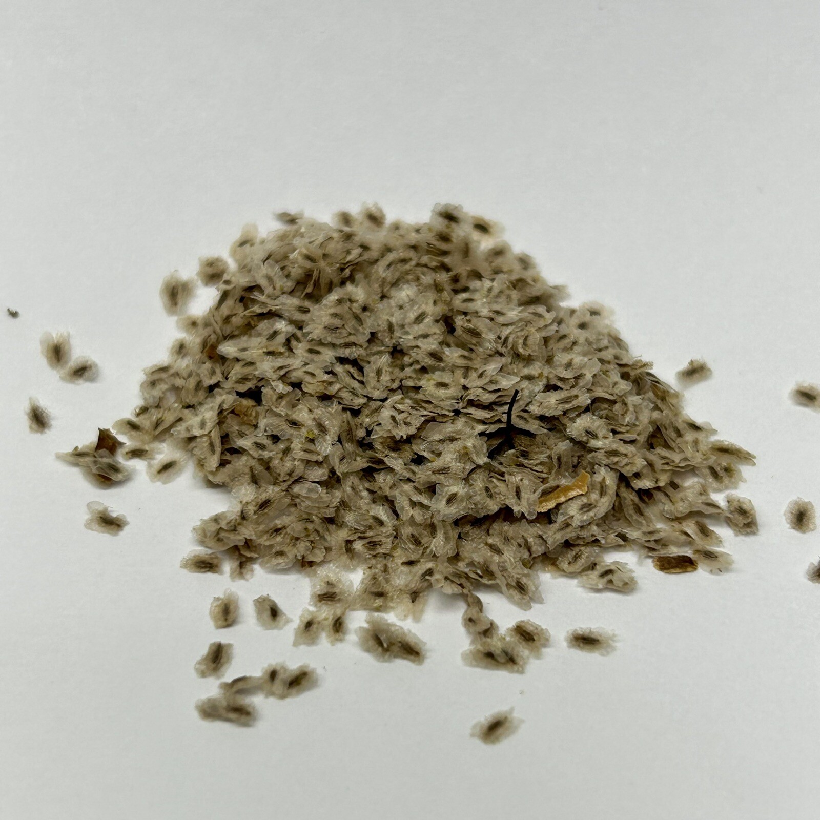 Paulownia Tomentosa Empress Tree Seed Pack