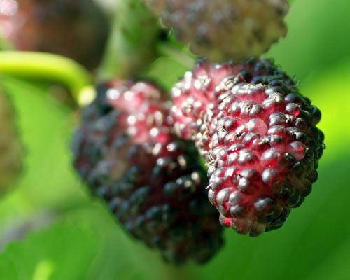 Dwarf Everbearing Mulberry Tree - Morus Nigra Live Plant, Ed...
