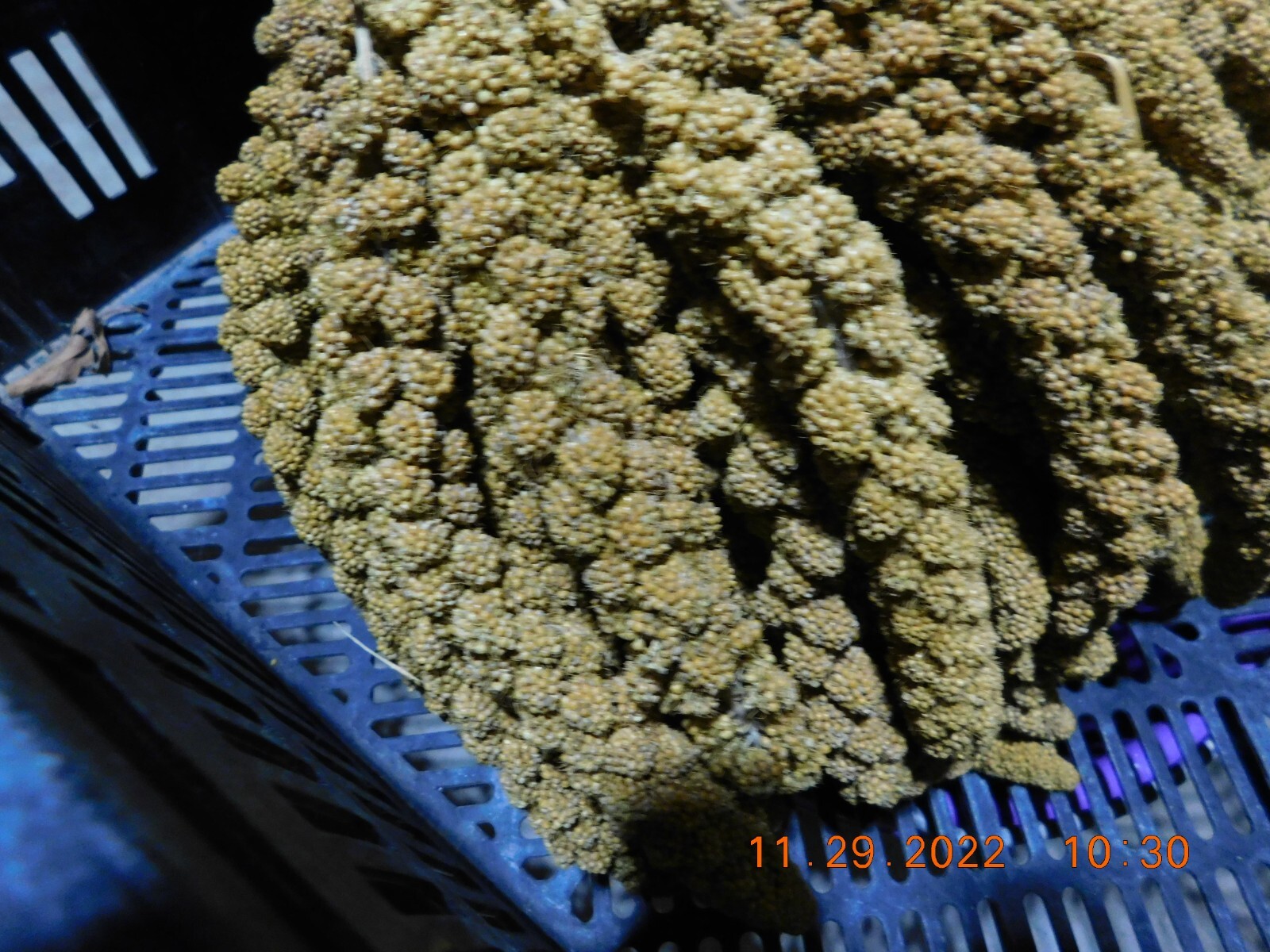 Spray Millet 5lb Box