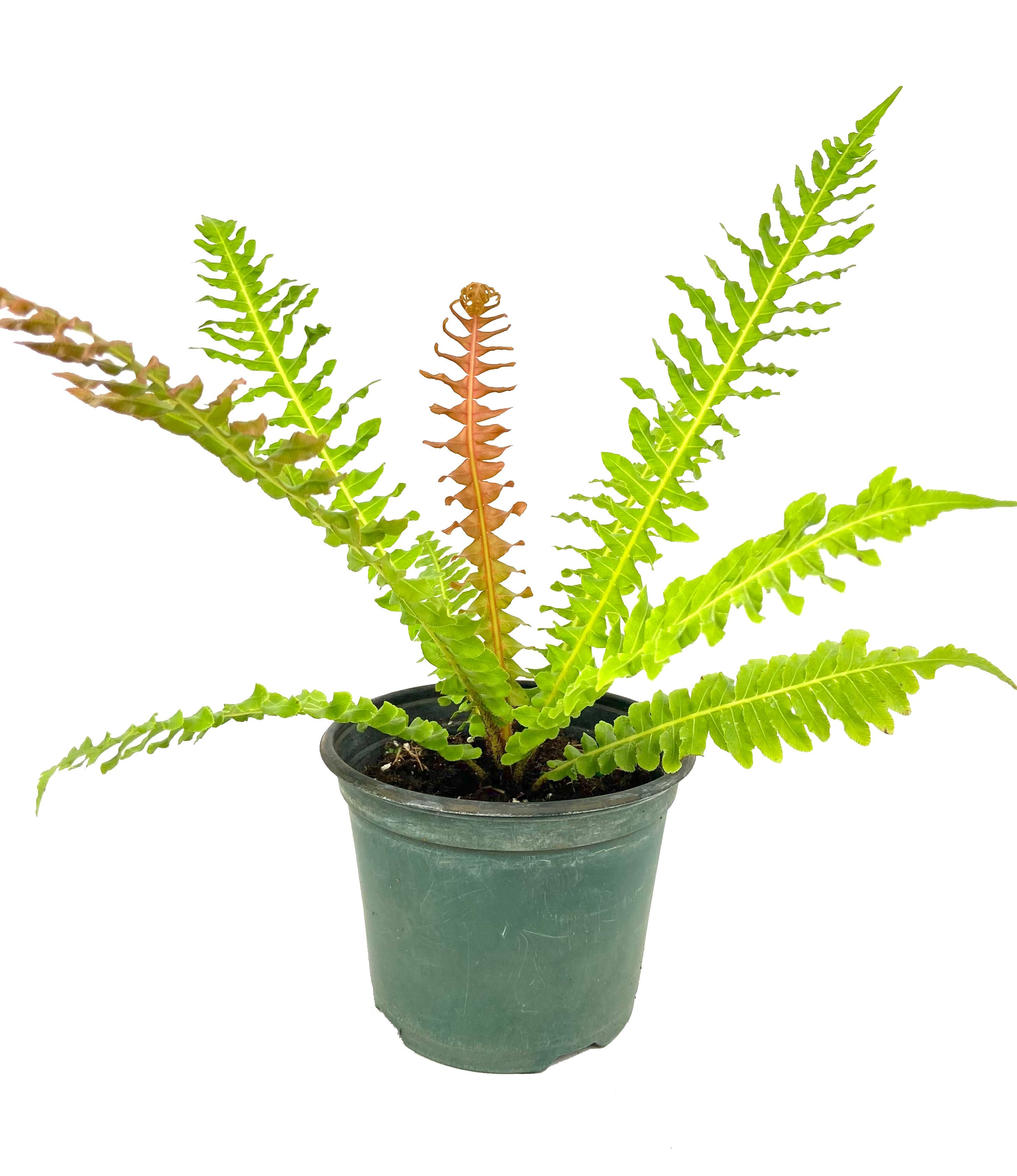 Brazilian Tree Fern Live Plants in 6 Inch Pots - Blechnum Br...
